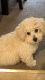 Bichonpoo Puppies for sale in Henderson, NV, USA. price: NA