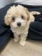 Bichonpoo Puppies for sale in Staunton, VA 24401, USA. price: NA