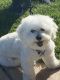 Bichonpoo Puppies for sale in Amarillo, TX, USA. price: $450