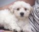 Bichonpoo Puppies for sale in Stephens City, VA, USA. price: $3,500