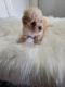 Bichonpoo Puppies for sale in Long Beach, CA 90805, USA. price: NA
