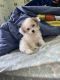 Bichonpoo Puppies for sale in 1548 E New York Ave, Brooklyn, NY 11212, USA. price: NA