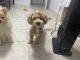 Bichonpoo Puppies for sale in Brooklyn, NY 11204, USA. price: NA