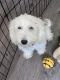 Bichonpoo Puppies for sale in Garland, TX, USA. price: $800