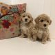 Bichonpoo Puppies for sale in San Antonio, TX, USA. price: $680