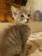 Bicolor Cats for sale in Hesperia, MI 49421, USA. price: NA