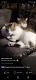 Bicolor Cats for sale in Jacksonville-Baldwin Trail, Jacksonville, FL, USA. price: NA