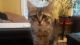 Bicolor Cats for sale in Springfield, VT, USA. price: $50