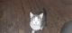 Bicolor Cats for sale in Blakeslee, PA 18610, USA. price: NA