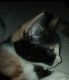 Bicolor Cats for sale in 1921 Hollister St, Ceres, CA 95307, USA. price: $30