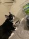 Bicolor Cats for sale in Bryan, TX 77801, USA. price: $100