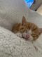 Bicolor Cats for sale in South Gate, CA, USA. price: $120