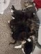 Bicolor Cats for sale in Hollywood, FL, USA. price: $150