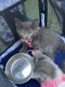 Bicolor Cats for sale in ROWLAND HGHTS, CA 91748, USA. price: $100