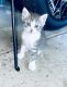 Bicolor Cats for sale in Houston, TX, USA. price: $100