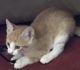 Bicolor Cats for sale in 5306 Red Lick Rd, Lorman, MS 39096, USA. price: NA