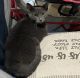 Bicolor Cats for sale in Raeford, NC 28376, USA. price: NA
