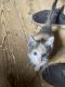 Bicolor Cats for sale in Myerstown, PA 17067, USA. price: NA