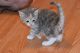 Bicolor Cats for sale in Red Lion, PA, USA. price: NA