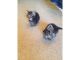 Bicolor Cats for sale in Westerville Woods Dr, Columbus, OH 43231, USA. price: NA