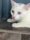Bicolor Cats for sale in Fort Lauderdale, FL, USA. price: $1