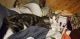 Bicolor Cats for sale in Randall, MN 56475, USA. price: NA