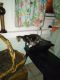 Bicolor Cats for sale in West Palm Beach, FL, USA. price: $50