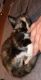 Bicolor Cats for sale in Fuquay-Varina, NC, USA. price: NA