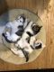 Bicolor Cats for sale in Columbus, OH, USA. price: NA