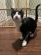 Bicolor Cats for sale in HUNTINGTN BCH, CA 92646, USA. price: $45