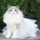 Bicolor Cats for sale in Cape May, NJ 08204, USA. price: NA