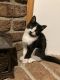 Bicolor Cats for sale in Leetonia, OH 44431, USA. price: NA