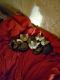 Bicolor Cats for sale in South Ozone Park, Queens, NY, USA. price: NA