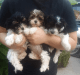 Biewer Puppies for sale in Stanwood, WA 98292, USA. price: NA