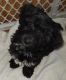 Biewer Puppies for sale in Rochester, WA 98579, USA. price: NA