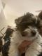 Biewer Puppies for sale in Chico, CA, USA. price: $3,000