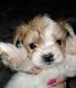 Biewer Puppies for sale in Orlando, FL, USA. price: $2,000