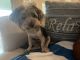Biewer Puppies for sale in Port Charlotte, FL, USA. price: $850