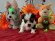 Biewer Puppies for sale in Sunny Isles Beach, FL 33160, USA. price: NA