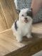 Biewer Puppies for sale in Laurel, MS, USA. price: NA