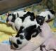 Biewer Puppies for sale in Ireton, IA 51027, USA. price: $2,000
