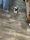 Biewer Puppies for sale in San Angelo, TX, USA. price: $1,200
