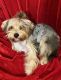 Biewer Puppies for sale in St. Augustine, FL 32095, USA. price: $1,200