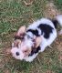 Biewer Puppies for sale in Cokato, MN 55321, USA. price: $2,500