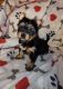 Biewer Puppies for sale in Anderson, SC, USA. price: NA