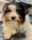 Biewer Puppies for sale in Long Beach, NY, USA. price: $4,500