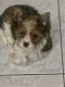 Biewer Puppies for sale in Long Beach, NY, USA. price: $4,200