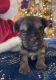 Biewer Puppies for sale in Bushnell, FL 33513, USA. price: $2,000