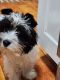 Biewer Puppies for sale in Wall Township, NJ 07753, USA. price: $1,500
