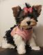 Biewer Puppies for sale in Modesto, CA 95354, USA. price: $3,000